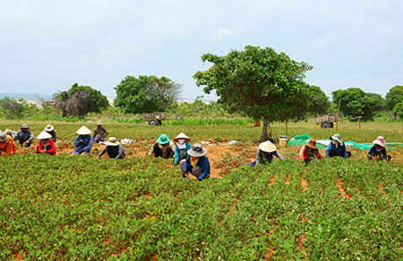 Thaphimex Agricultural Crops (Part 3)